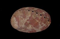 藏品(九孔螺)的圖片